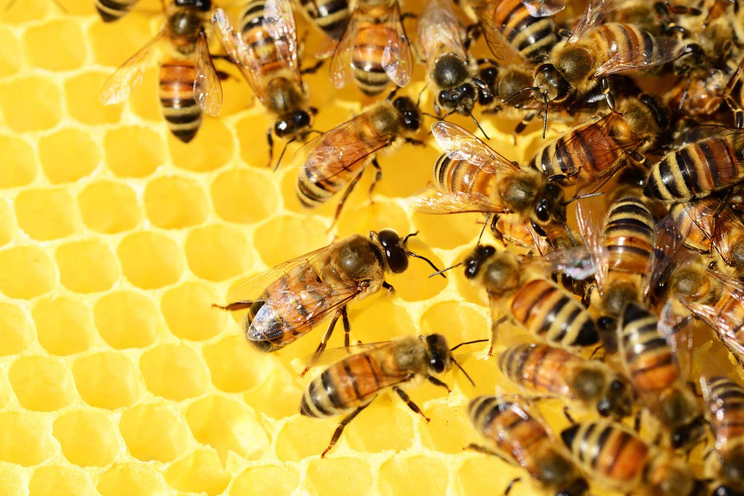 Swarm Intelligence