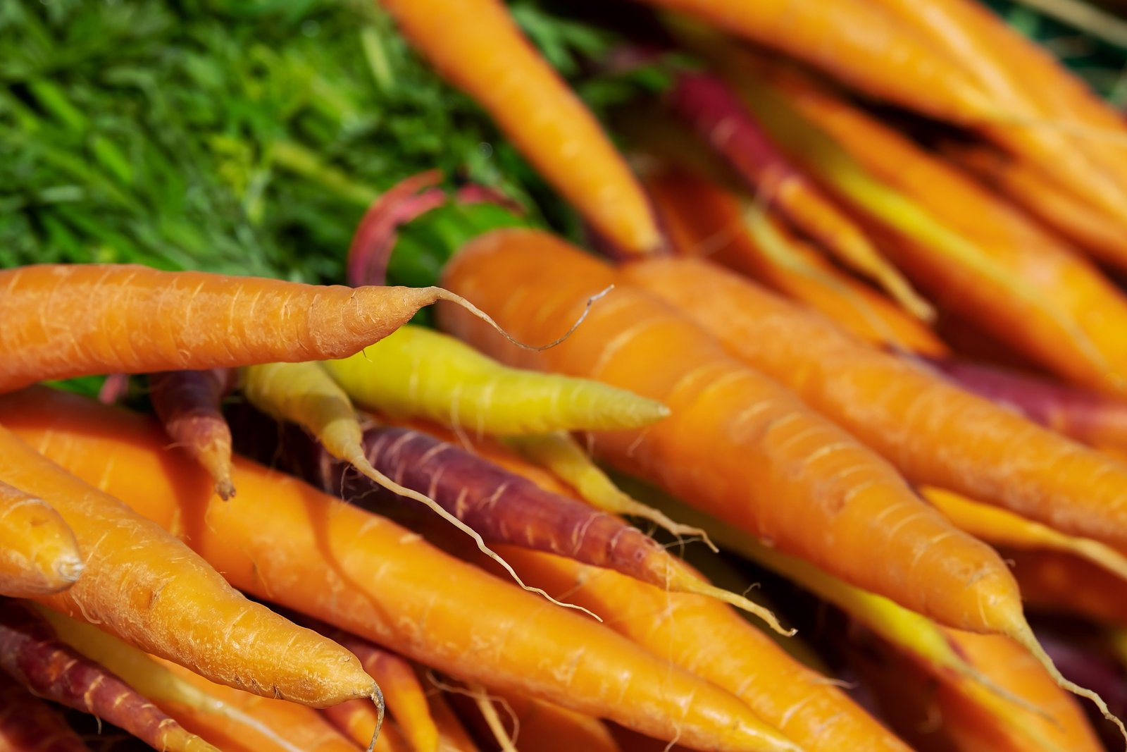 Food waste Startup