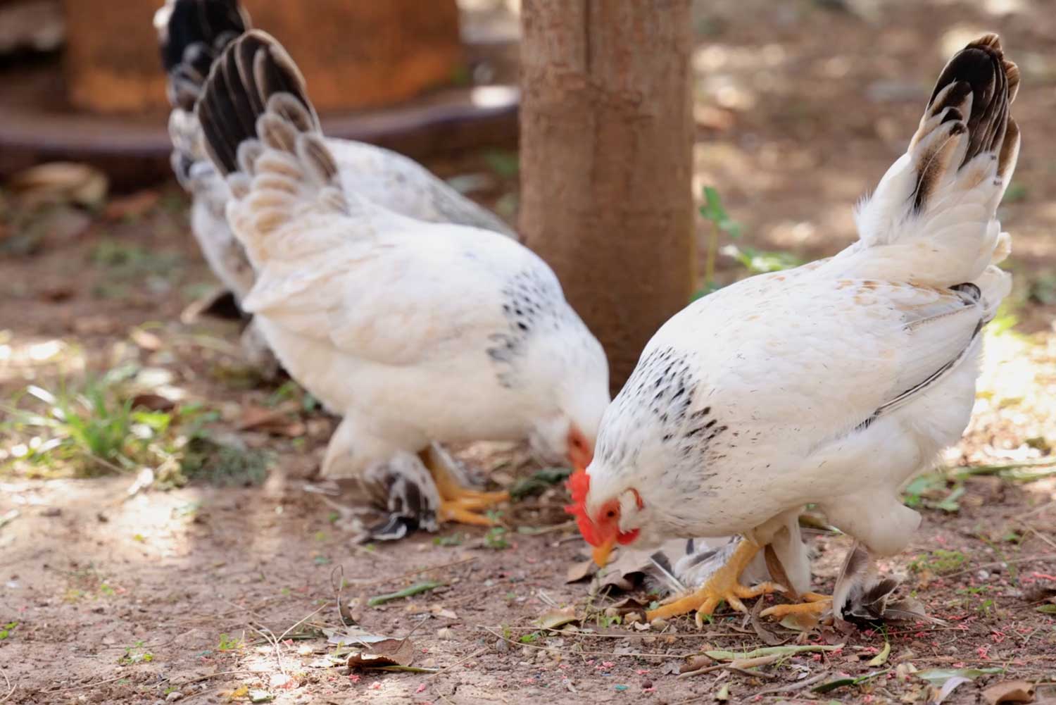 Animal free egg startup