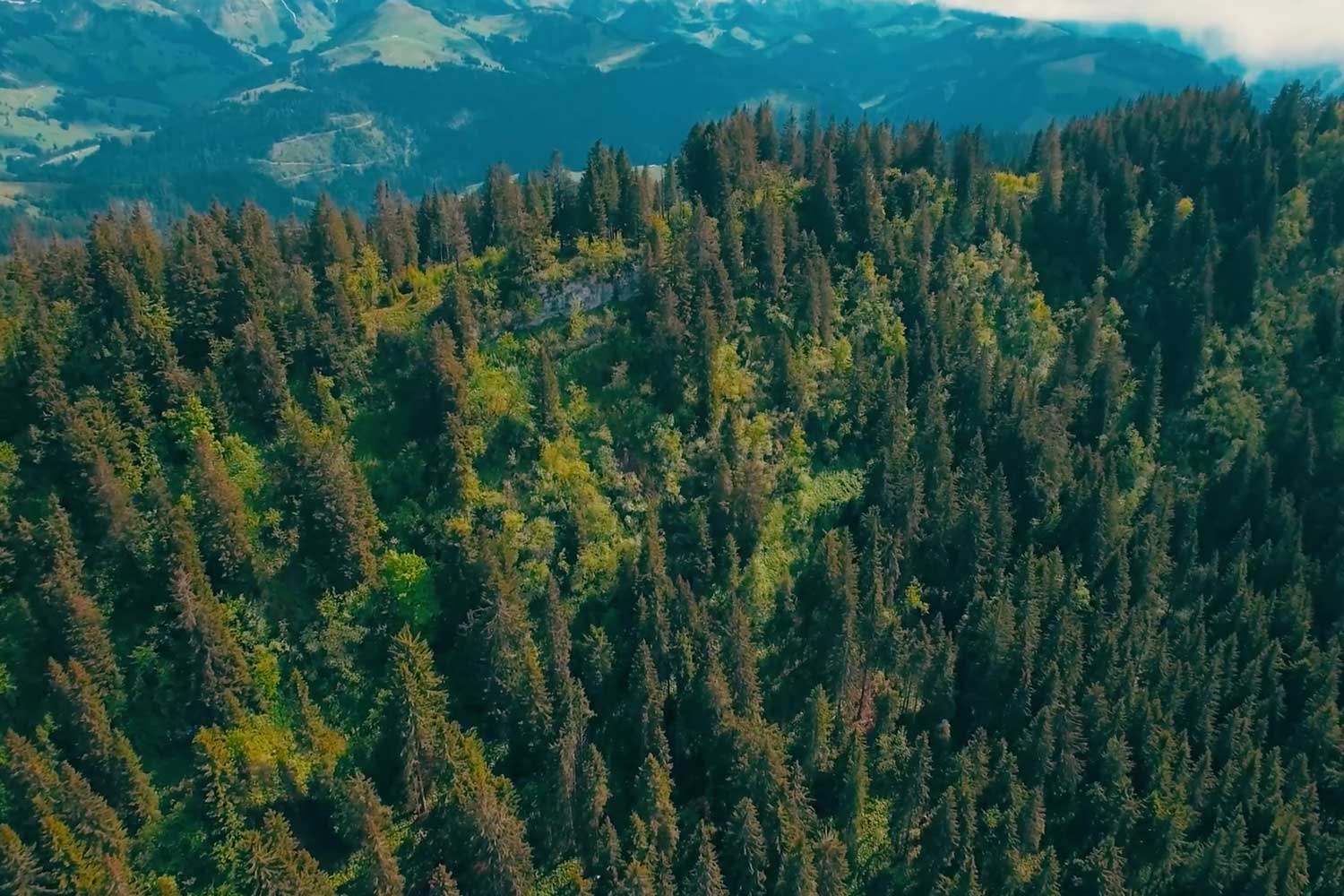 Vegetation Intelligence Startup