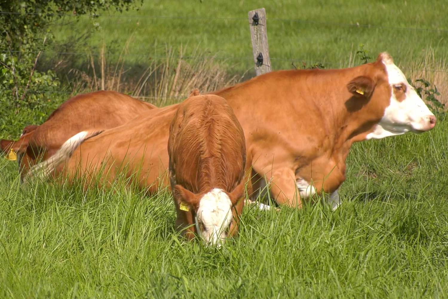 Cow Farming Startup