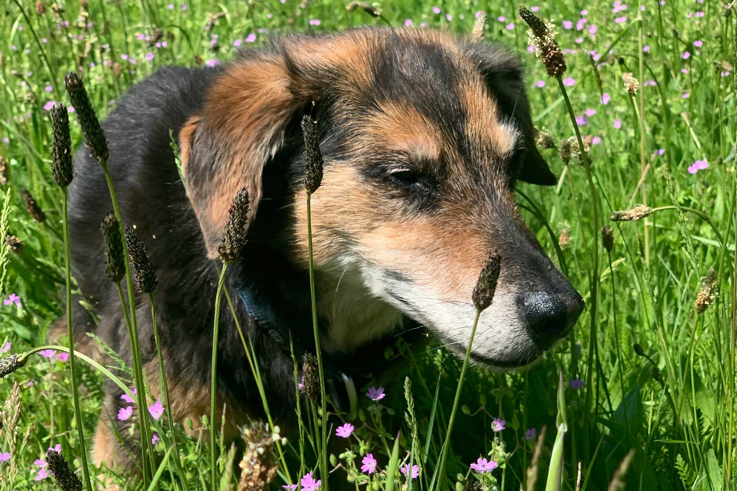 Dog Anti Ageing Startup