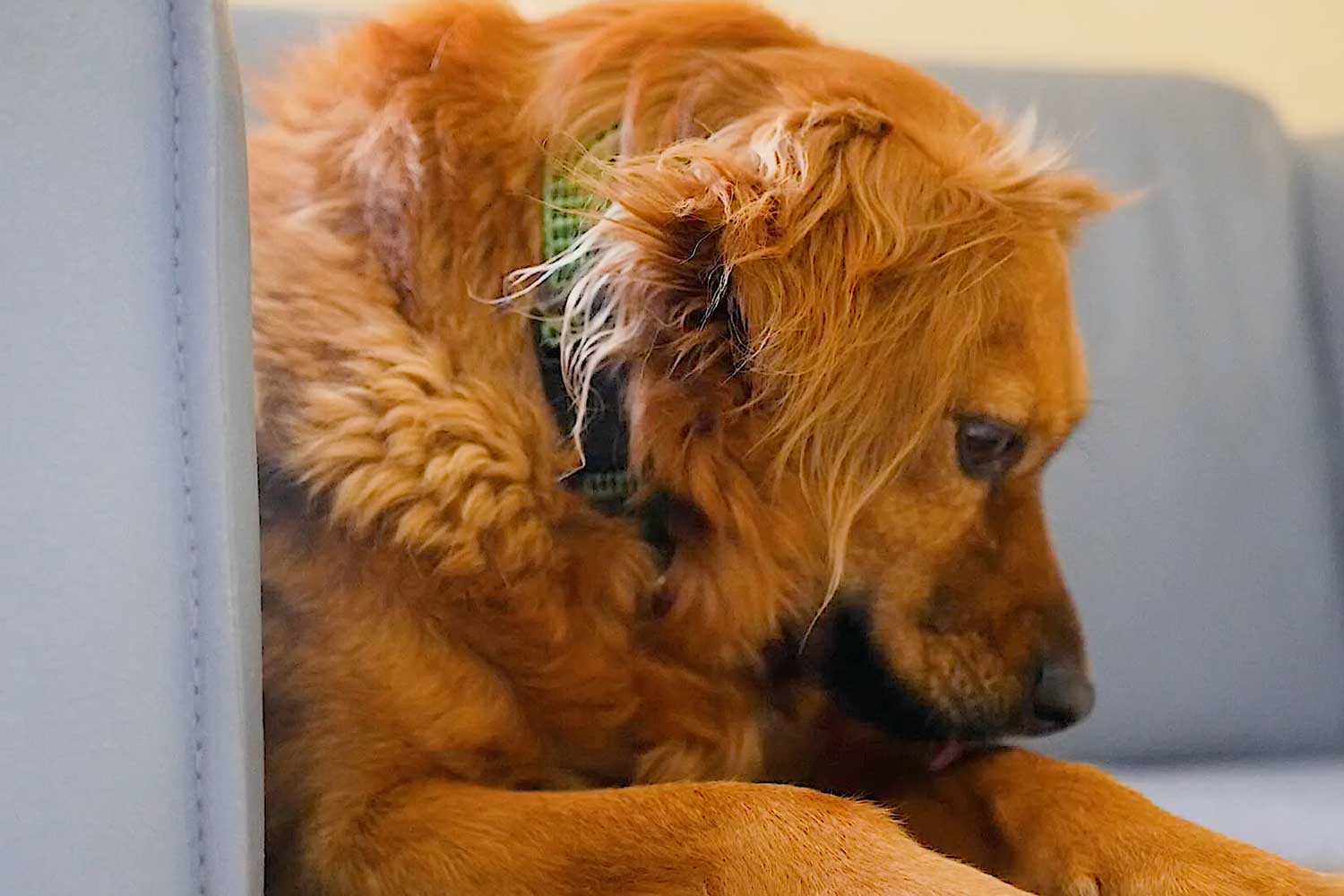 Dog Food Startup