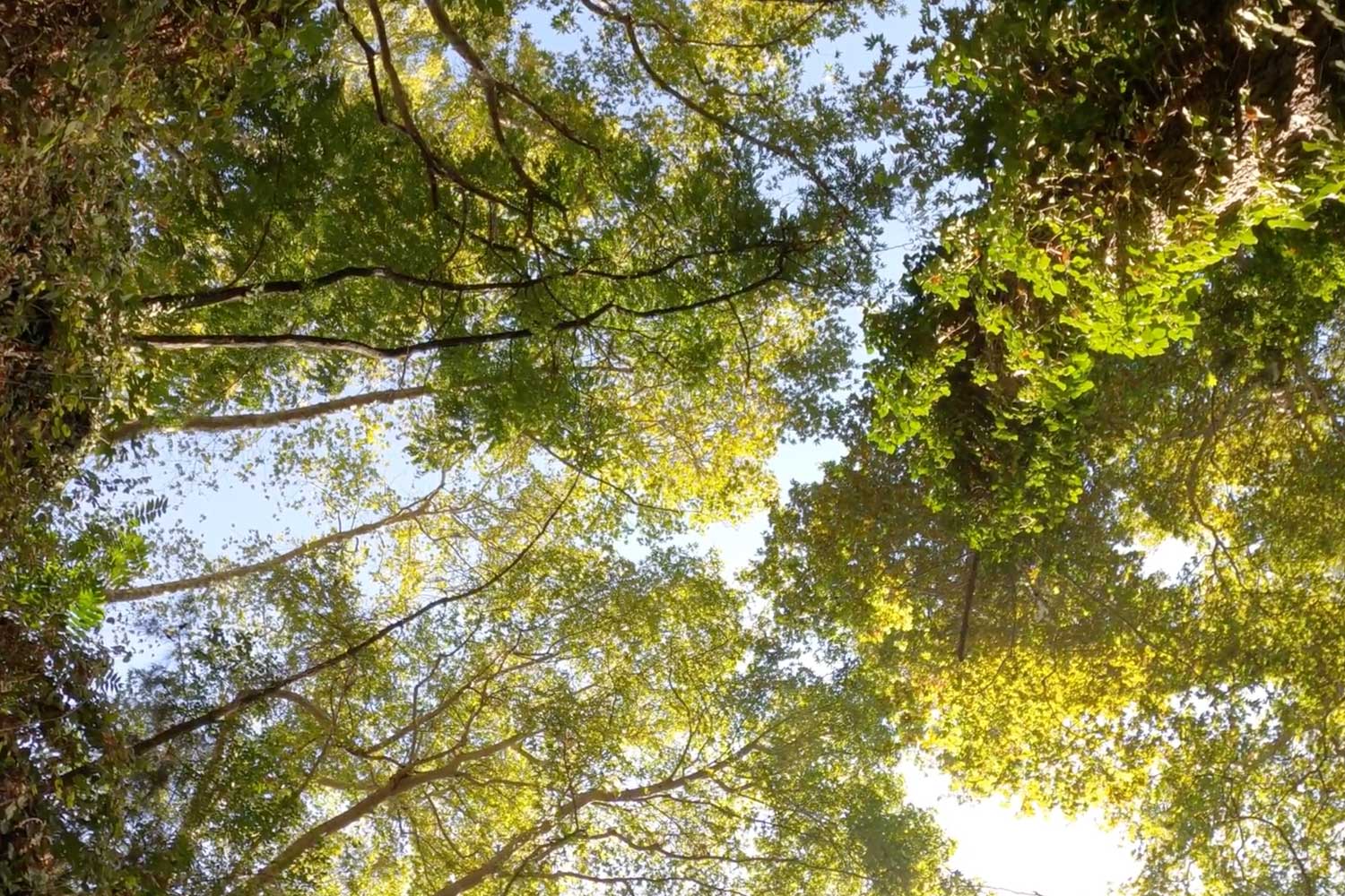 Sustainable startup for supply chains